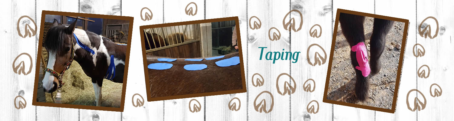 Blockaden beim Pferd auflösen